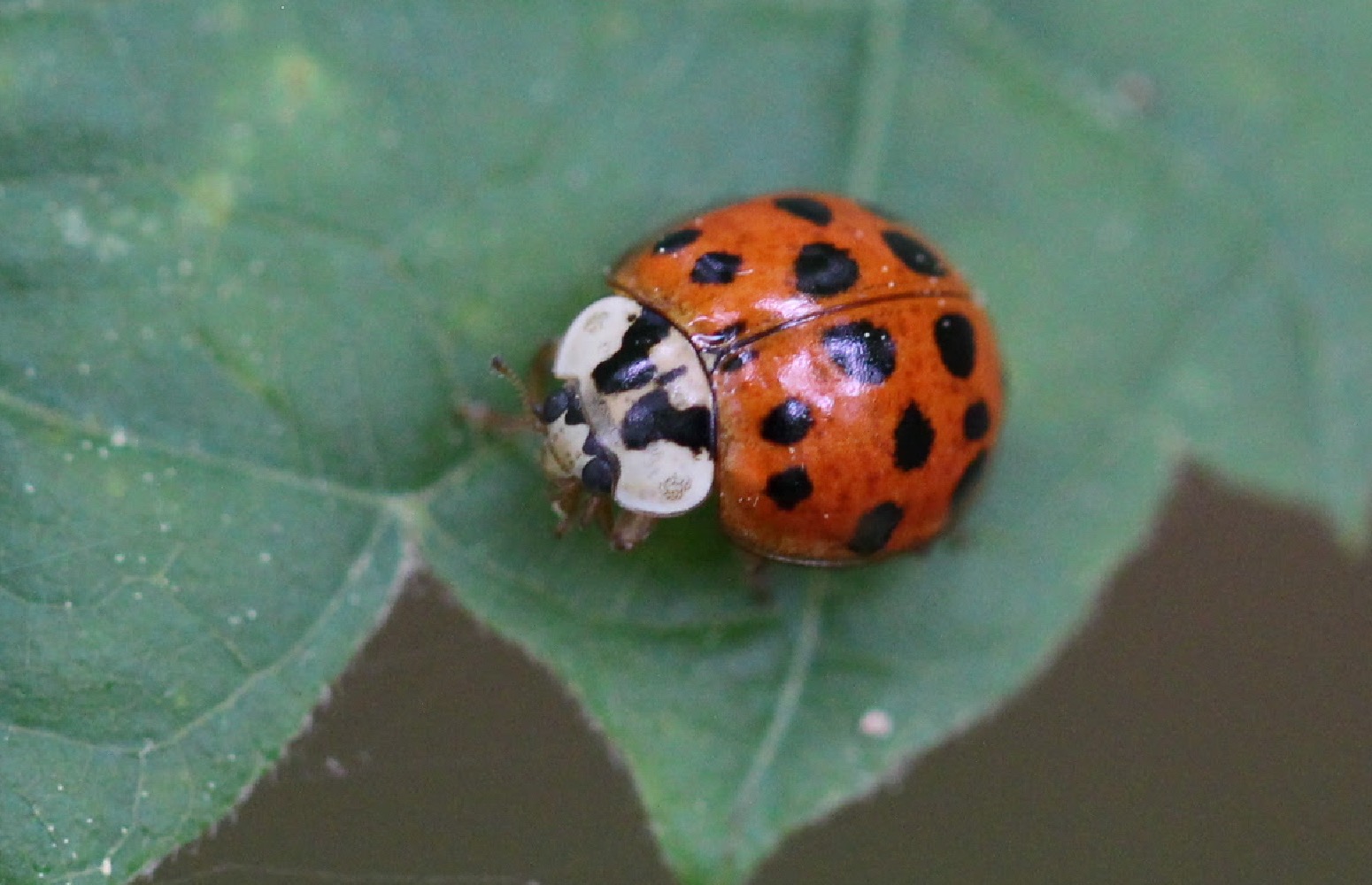 asian-lady-beetle