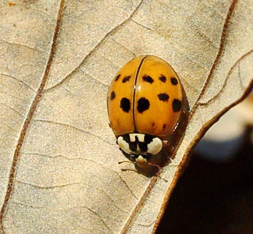 ladybug-asian10-6b