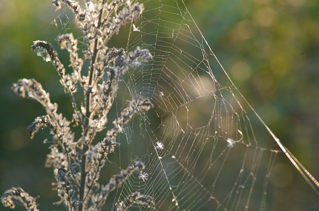 spider-web-216688_640
