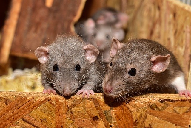 Rodent-Problems-and-Infestations-How-t- Determine-Severity