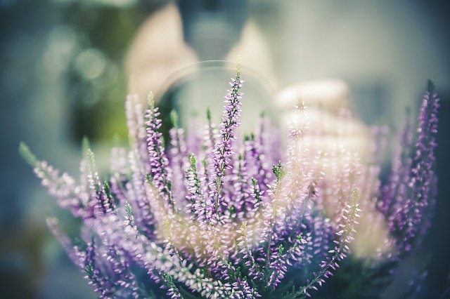 Use Lavender plants as a deterrant against moths, fleas, flies, mosquitoes.