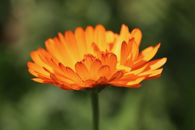 Try Marigold plants to keep mosquitos away from your backyard party.
