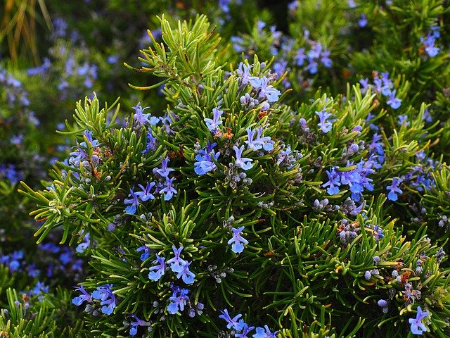 Rosemary plants can be used to ward off mosquitos.