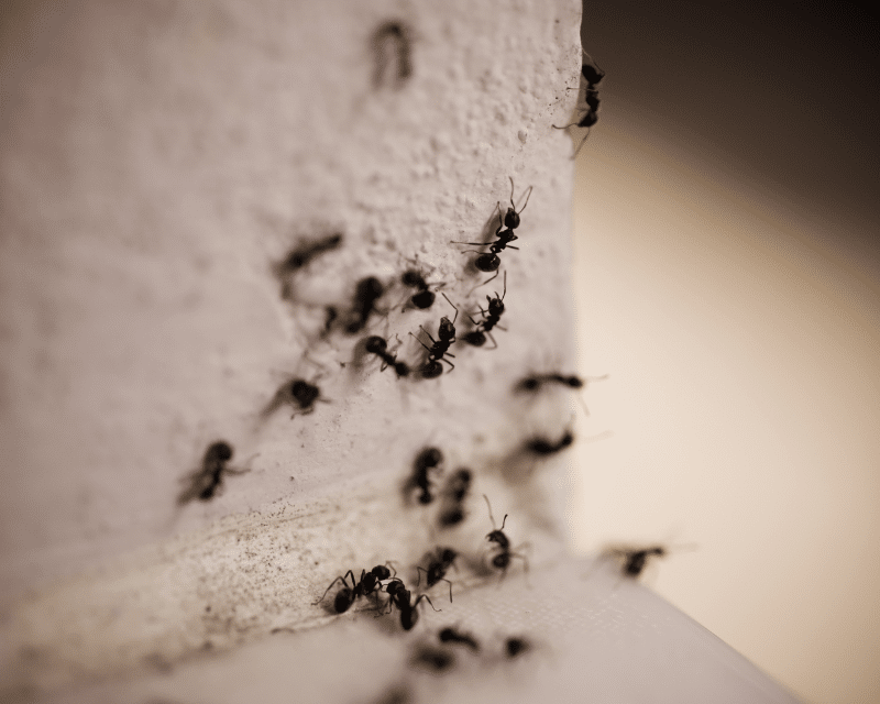 Ant Treatments - Madsen Pest Management