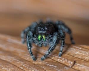 jumping spider