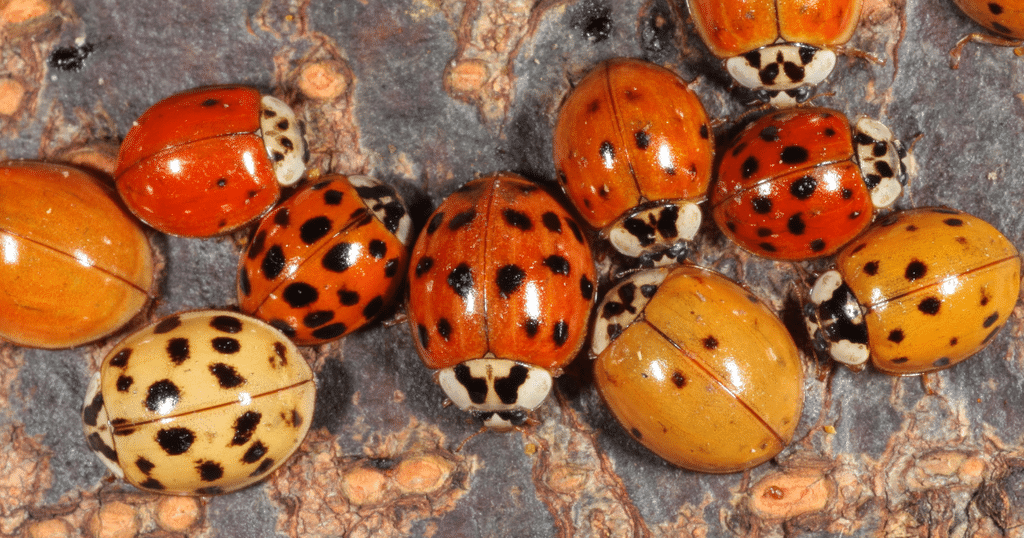 Comparison of invasive Asian lady beetles and native ladybugs for pest identification.