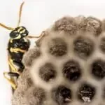 wasp-honeycomb-madsen-pest-150x150-circle